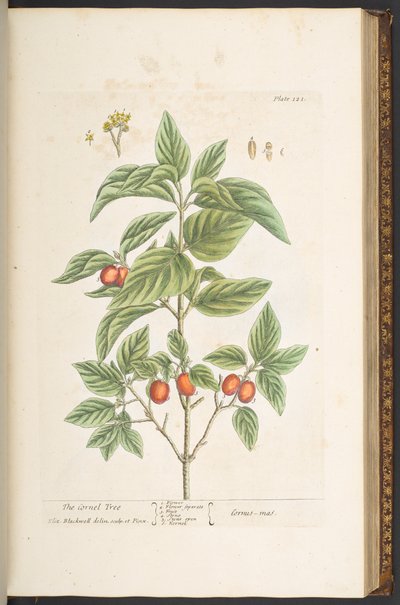 Talerz 121, z „Ciekawy zielnik” autorstwa Elizabeth Blackwell
