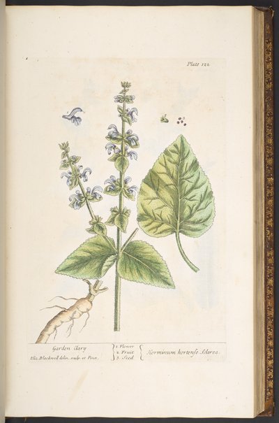 Talerz 122, z „Ciekawy zielnik” autorstwa Elizabeth Blackwell
