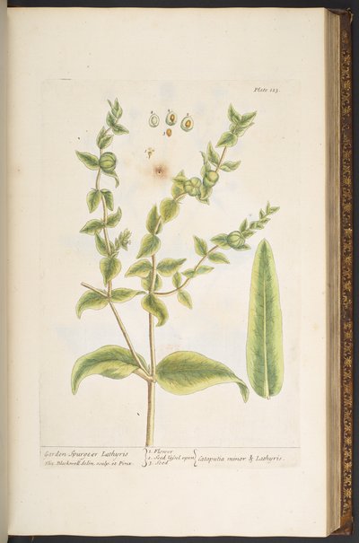 Talerz 123, z „Ciekawy zielnik” autorstwa Elizabeth Blackwell