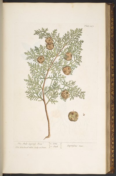 Talerz 127, z „Ciekawy zielnik” autorstwa Elizabeth Blackwell
