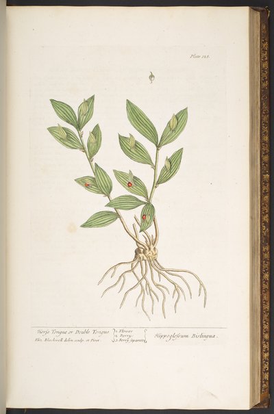 Talerz 128, z „Ciekawy zielnik” autorstwa Elizabeth Blackwell