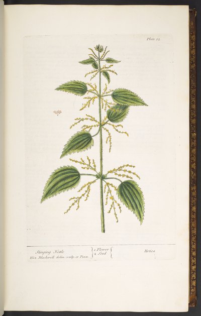 Talerz 12, Pokrzywa, z „Ciekawego ziela” autorstwa Elizabeth Blackwell