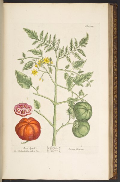 Talerz 133, z „Ciekawy zielnik” autorstwa Elizabeth Blackwell