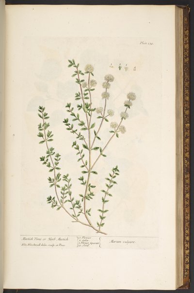 Talerz 134, z „Ciekawy zielnik” autorstwa Elizabeth Blackwell
