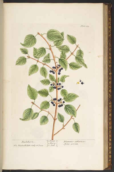 Talerz 135, z „Ciekawy zielnik” autorstwa Elizabeth Blackwell
