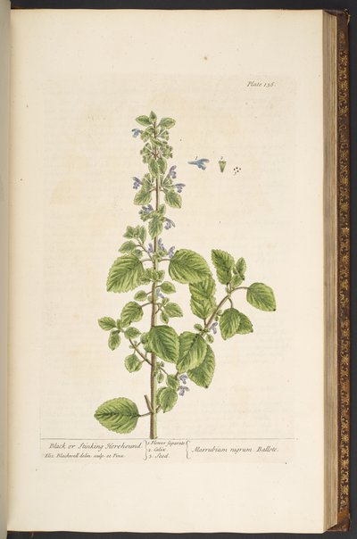 Talerz 136, z „Ciekawy zielnik” autorstwa Elizabeth Blackwell