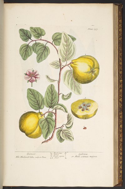 Talerz 137, z „Ciekawy zielnik” autorstwa Elizabeth Blackwell