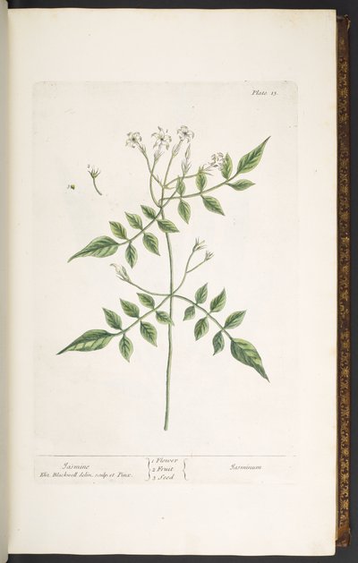 Talerz 13, Jaśmin, z „Ciekawego ziela” autorstwa Elizabeth Blackwell