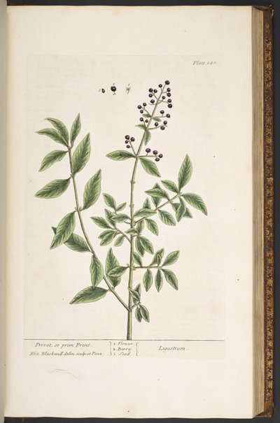 Talerz 140, z „Ciekawy zielnik” autorstwa Elizabeth Blackwell