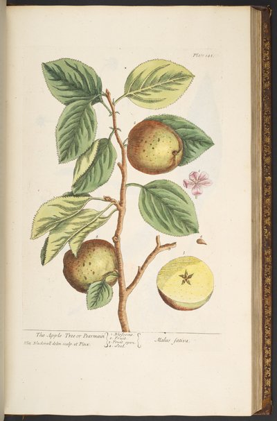 Talerz 141, z „Ciekawy zielnik” autorstwa Elizabeth Blackwell