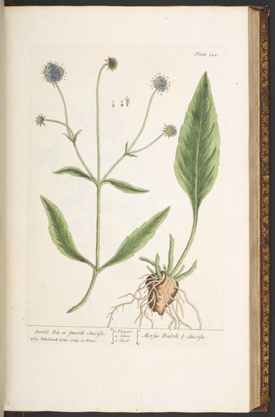 Talerz 142, Diabelski Kawałek, czyli Gładka Succisa, z „Ciekawego zielnika” autorstwa Elizabeth Blackwell