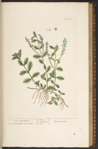 Talerz 143, z „Ciekawy zielnik” autorstwa Elizabeth Blackwell