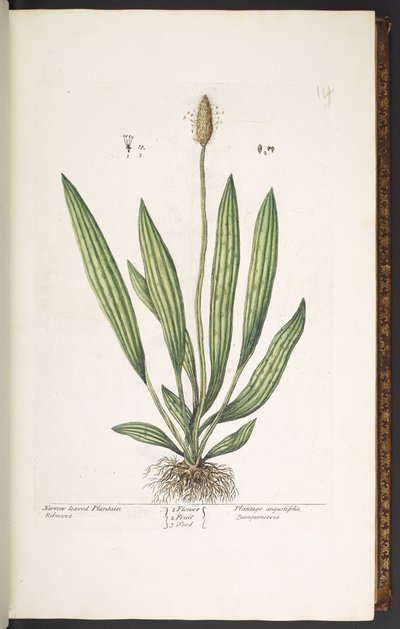 Talerz 14, Babka wąskolistna, z „Ciekawego ziela” autorstwa Elizabeth Blackwell