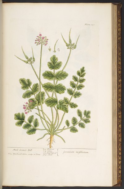 Talerz 150, z „Ciekawy zielnik” autorstwa Elizabeth Blackwell