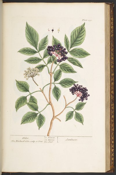 Talerz 151, z „Ciekawy zielnik” autorstwa Elizabeth Blackwell