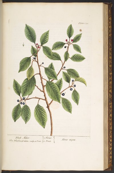 Talerz 152 z „Ciekawy zielnik” autorstwa Elizabeth Blackwell