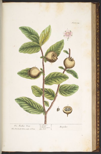 Talerz 154, z „Ciekawy zielnik” autorstwa Elizabeth Blackwell