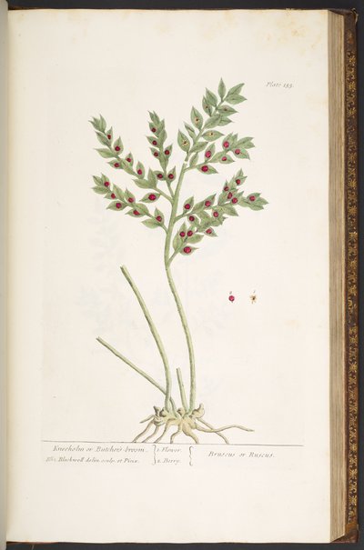 Talerz 155, z „Ciekawy zielnik” autorstwa Elizabeth Blackwell