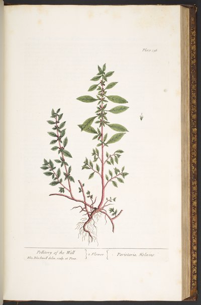 Talerz 156, z „Ciekawy zielnik” autorstwa Elizabeth Blackwell
