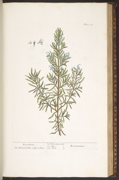 Talerz 159, z „Ciekawskiego zielnika” autorstwa Elizabeth Blackwell