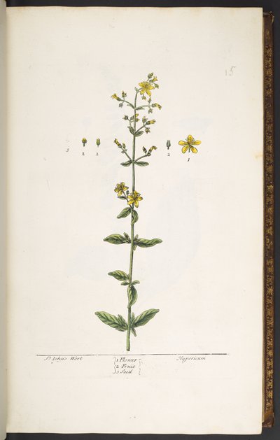 Talerz 15, Ziele dziurawca, z „Ciekawy zielnik” autorstwa Elizabeth Blackwell