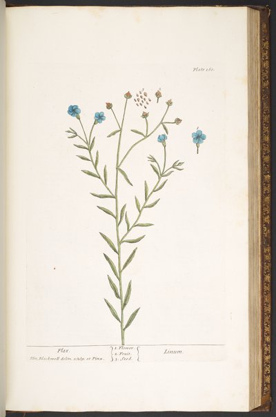 Talerz 160, z „Ciekawy zielnik” autorstwa Elizabeth Blackwell