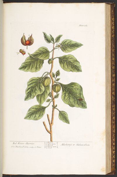 Talerz 161, z „Ciekawy zielnik” autorstwa Elizabeth Blackwell