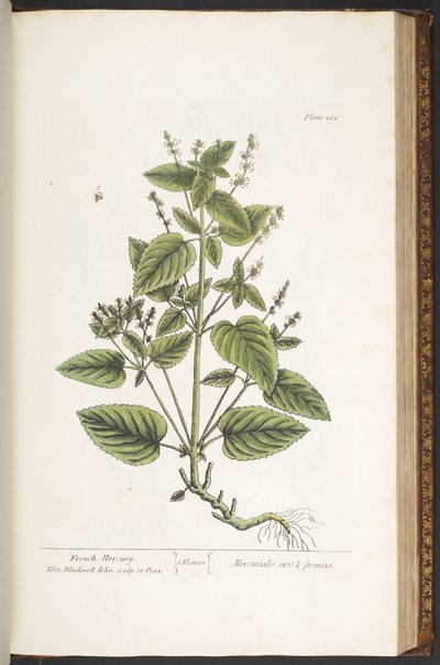 Talerz 162 z „Ciekawy zielnik” autorstwa Elizabeth Blackwell