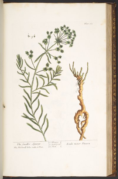 Talerz 163, z „Ciekawy zielnik” autorstwa Elizabeth Blackwell
