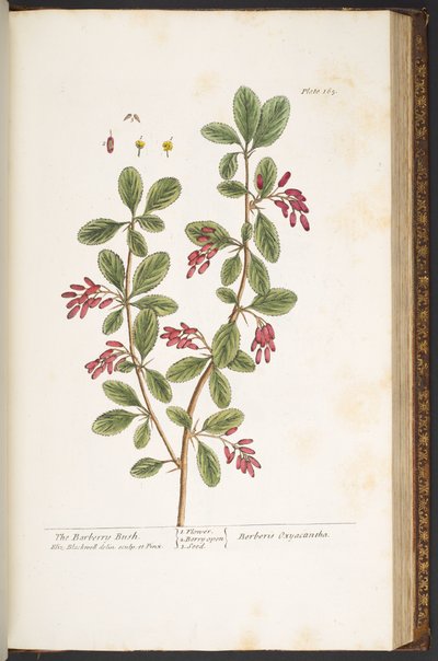 Talerz 165, Krzak berberysu, z „Ciekawy zielnik” autorstwa Elizabeth Blackwell