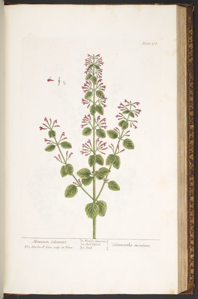 Talerz 166, Górski Calamint, z „Ciekawego ziela” autorstwa Elizabeth Blackwell