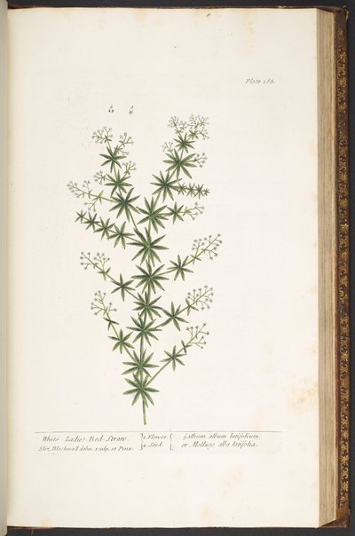 Talerz 168, z „Ciekawy zielnik” autorstwa Elizabeth Blackwell