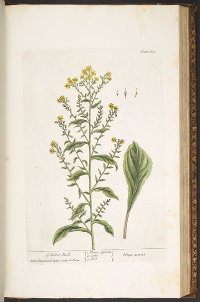 Talerz 169, Złota Pręt, z „Ciekawy zielnik” autorstwa Elizabeth Blackwell
