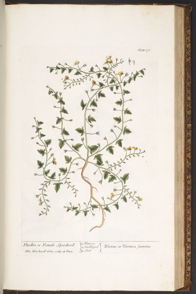 Talerz 170, z „Ciekawy zielnik” autorstwa Elizabeth Blackwell