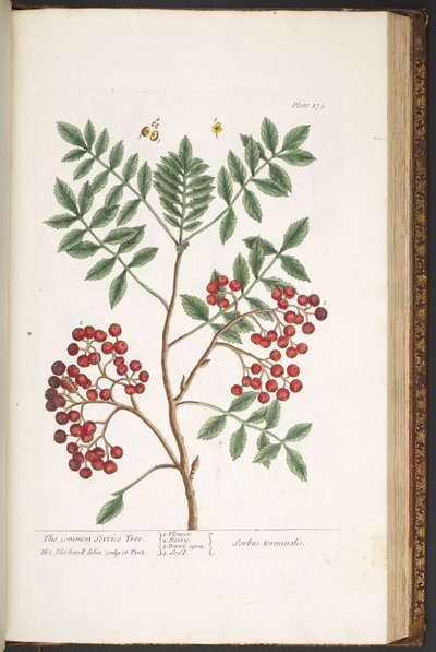 Talerz 173, z „Ciekawy zielnik” autorstwa Elizabeth Blackwell