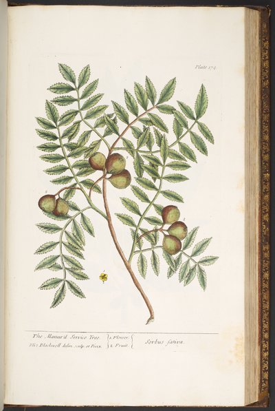 Talerz 174, z „Ciekawy zielnik” autorstwa Elizabeth Blackwell