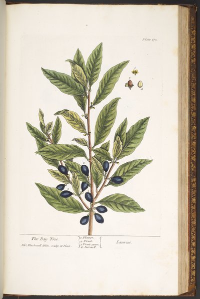Talerz 175, z „Ciekawy zielnik” autorstwa Elizabeth Blackwell