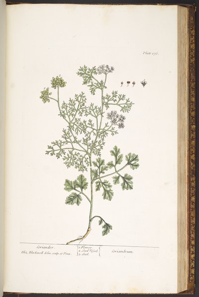 Talerz 176, z „Ciekawy zielnik” autorstwa Elizabeth Blackwell