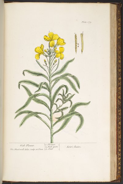 Talerz 179, z „Ciekawy zielnik” autorstwa Elizabeth Blackwell