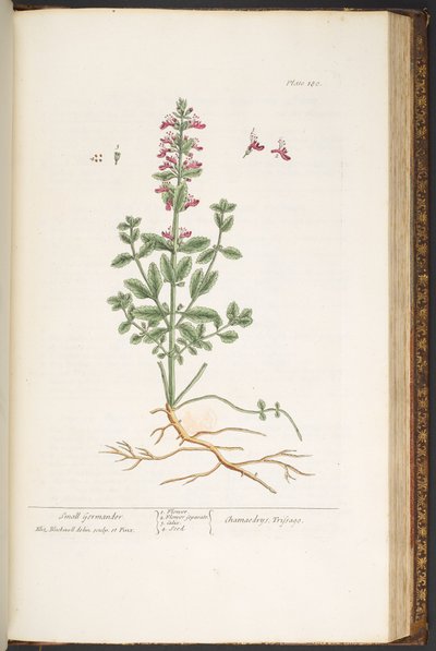 Talerz 180, z „Ciekawskiego zielnika” autorstwa Elizabeth Blackwell