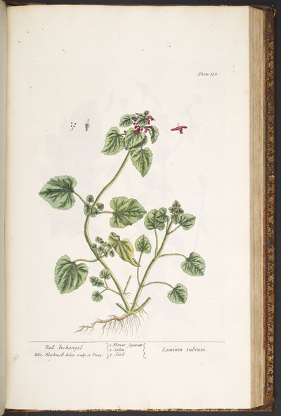 Talerz 182, z „Ciekawy zielnik” autorstwa Elizabeth Blackwell