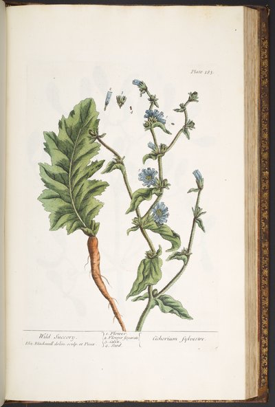 Talerz 183, z „Ciekawy zielnik” autorstwa Elizabeth Blackwell
