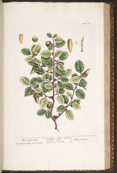 Talerz 186, z „Ciekawy zielnik” autorstwa Elizabeth Blackwell