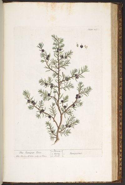 Talerz 187, Jałowiec, z „Ciekawy zielnik” autorstwa Elizabeth Blackwell