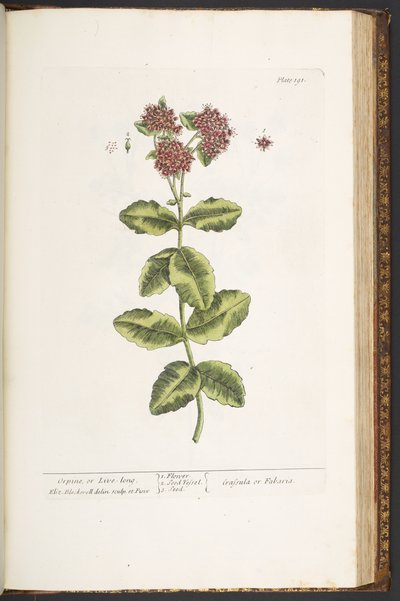 Tablica 191, Orpine, czyli Live-Long, z „Ciekawego zielnika” autorstwa Elizabeth Blackwell