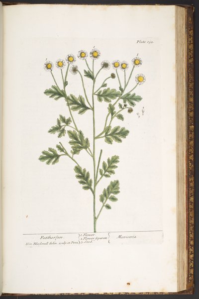 Talerz 192, z „Ciekawy zielnik” autorstwa Elizabeth Blackwell