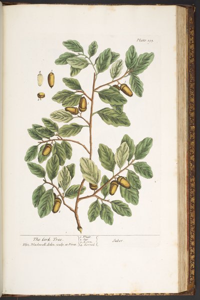 Talerz 193, z „Ciekawy zielnik” autorstwa Elizabeth Blackwell