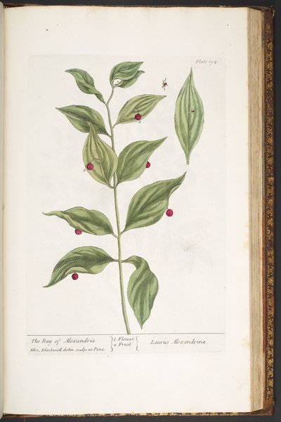 Talerz 194, z „Ciekawy zielnik” autorstwa Elizabeth Blackwell