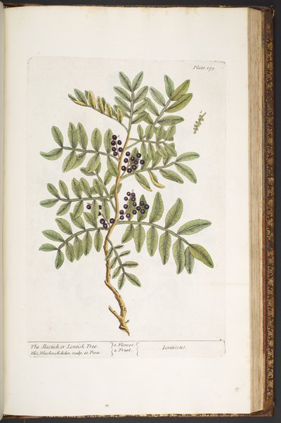 Talerz 195, z „Ciekawy zielnik” autorstwa Elizabeth Blackwell