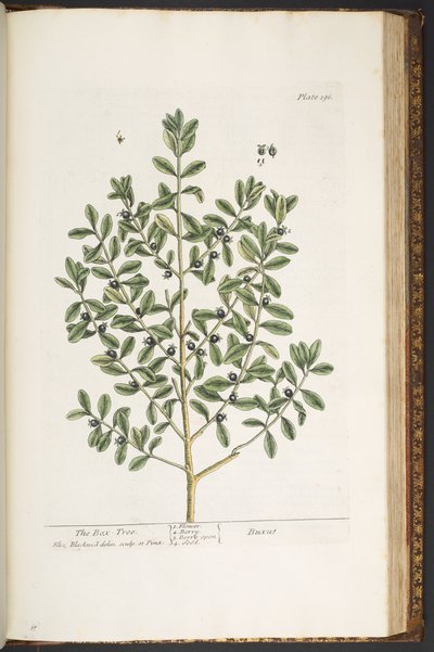 Talerz 196, z „Ciekawy zielnik” autorstwa Elizabeth Blackwell